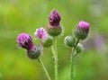 In the meadow among herbs blooms thistle Carduus Royalty Free Stock Photo
