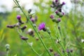 In the meadow among herbs blooms thistle Carduus Royalty Free Stock Photo