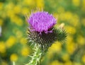 In the meadow among herbs blooms thistle Carduus Royalty Free Stock Photo