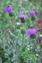 In the meadow among herbs blooms thistle Carduus Royalty Free Stock Photo