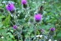 In the meadow among herbs blooms thistle Carduus Royalty Free Stock Photo