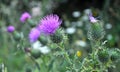 In the meadow among herbs blooms thistle Carduus Royalty Free Stock Photo