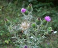 In the meadow among herbs blooms thistle Carduus Royalty Free Stock Photo