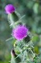 In the meadow among herbs blooms thistle Carduus Royalty Free Stock Photo