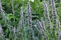 In the meadow among the herbs grow dog nettle is five-bladed Leonurus quinquelobatus