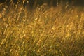 Meadow herbs after a rain Royalty Free Stock Photo