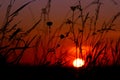 Sunset herbs