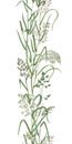 Meadow herbs vertical seamless border Royalty Free Stock Photo