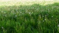 Meadow with high grass with planty of dandelions in bloom and after bloosom, with seeds. Beautiful, fresh grass background. Spring Royalty Free Stock Photo
