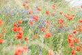 Meadow with high grass and red poppies Royalty Free Stock Photo