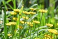 Meadow with high grown yellow flowers Royalty Free Stock Photo