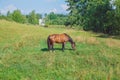 Meadow and horse, green trees. Travel photo 2018.