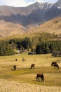 Meadow with horses and mountains near Lake Tepkapo, New Zealand Royalty Free Stock Photo