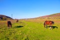 Meadow with horses Royalty Free Stock Photo