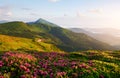 Meadow illuminated with sunlight. Majestic Carpathian mountains. Beautiful landscape. Breathtaking view Royalty Free Stock Photo