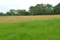 Meadow with Indian Paintbrush and Trees