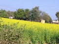 Meadow indian rural scene