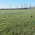 Meadow with isolated crocuses with closed flowers, daffodils. not yet in bloom. In the background a bridge. Royalty Free Stock Photo