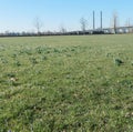 Meadow with isolated crocuses with closed flowers, daffodils. not yet in bloom. In the background a bridge.