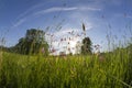 Meadow landscape