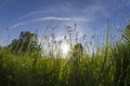 Meadow landscape