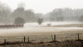 Meadow landscape in the fog