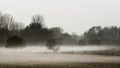 Meadow landscape in the fog