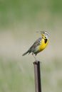 Meadow lark