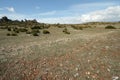 Meadow in larzac, south of France