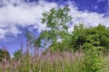 Meadow in late summer