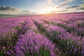 Meadow of lavender.