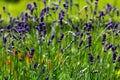Meadow lavender