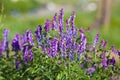 Meadow lilac flowers