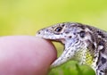 Meadow lizard