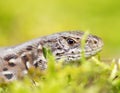 Meadow lizard