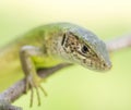 Meadow lizard