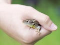 Meadow lizard in hand