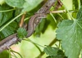 Meadow lizard on a tree branch close-up