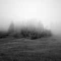 Meadow in Lofer, Austria, with pine trees and grass b/w.