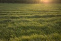 Meadow with long grass in warm evenening sunlight Royalty Free Stock Photo