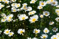 Meadow with a lot of daisies. Daisies in the sunlight. Many flowers with white petals Royalty Free Stock Photo