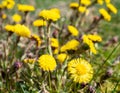 Meadow with lots of coltsfoot