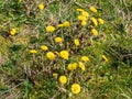 Meadow with lots of coltsfoot in spring