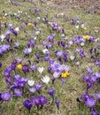 meadow with lots oaf blooming crocusses, purple and white Royalty Free Stock Photo