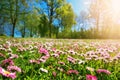 Meadow with lots of white and pink spring daisy flowers in sunny day Royalty Free Stock Photo