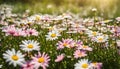 Meadow with lots of white and pink spring daisy flowers sunny day. Nature landscape in estonia in early summer Royalty Free Stock Photo