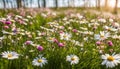 Meadow with lots of white and pink spring daisy flowers in sunny day. Nature landscape in estonia early summer Royalty Free Stock Photo