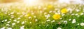 Meadow with lots of white and pink spring daisy flowers and yellow dandelions in the morning. Royalty Free Stock Photo