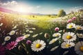 Meadow with lots of white and pink spring daisy flowers and yellow dandelions in sunny day. Royalty Free Stock Photo