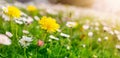 Meadow with lots of white and pink spring daisy flowers and yellow dandelions in sunny day. Royalty Free Stock Photo